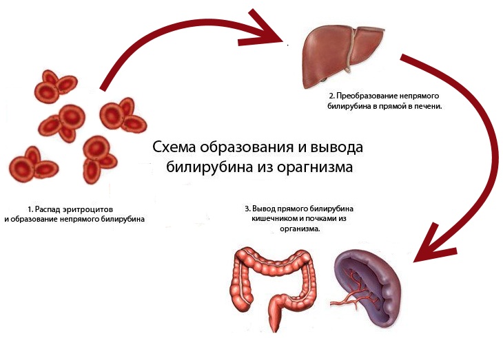 как снизить уровень билирубина в крови